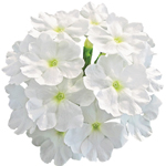 Verbena Vera Trailing White